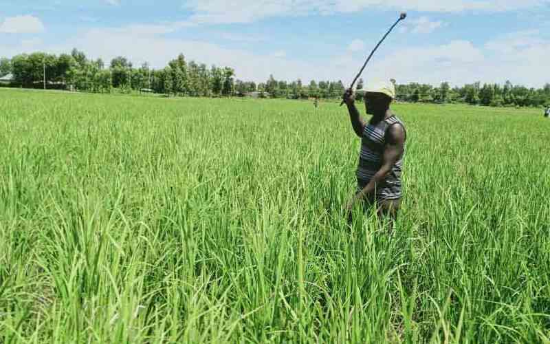 How climate-smart farming is making Taita a rice powerhouse