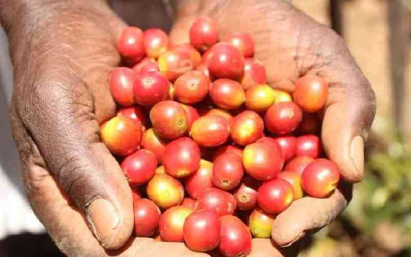 Coffee cherry fund advance to farmers up by 500pc to Sh6.7 billion