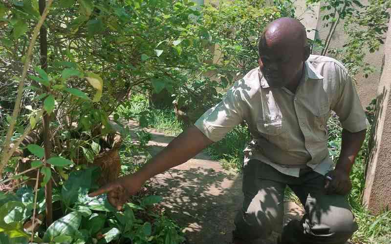 Climate change, shifting markets threaten Kenya's butterfly farmers