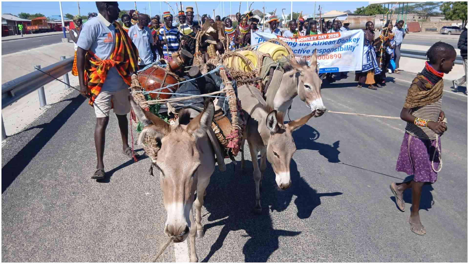 Donkey skin trade surges in Kenya, illegal slaughter hits 3,700 animals in one month