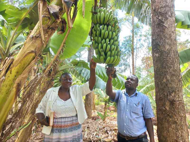 Ditching maize for bananas