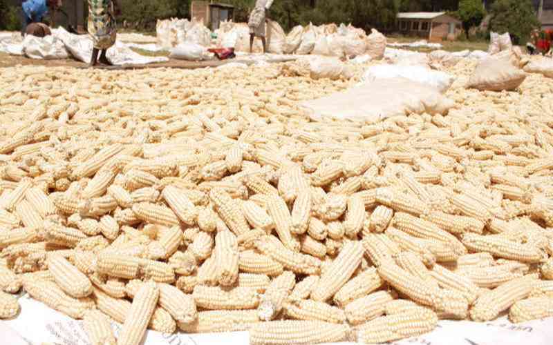 Firm unveils AI tool to detect aflatoxin in farm produce