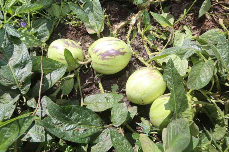 How to grow cash from pepino melon