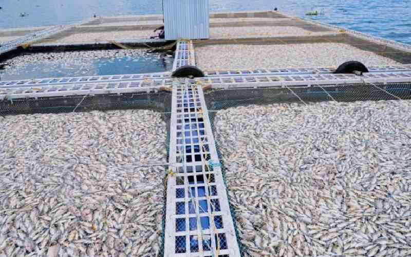 How pollution and cages are killing fish in Lake Victoria