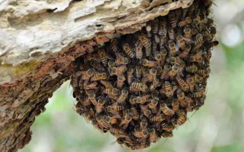 Rwanda bees being wiped out by pesticides