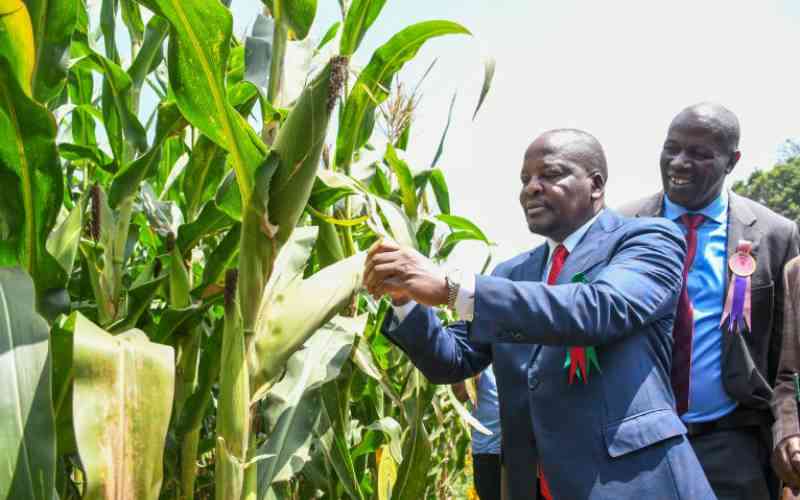 Win for farmers as government reduces maize seed prices