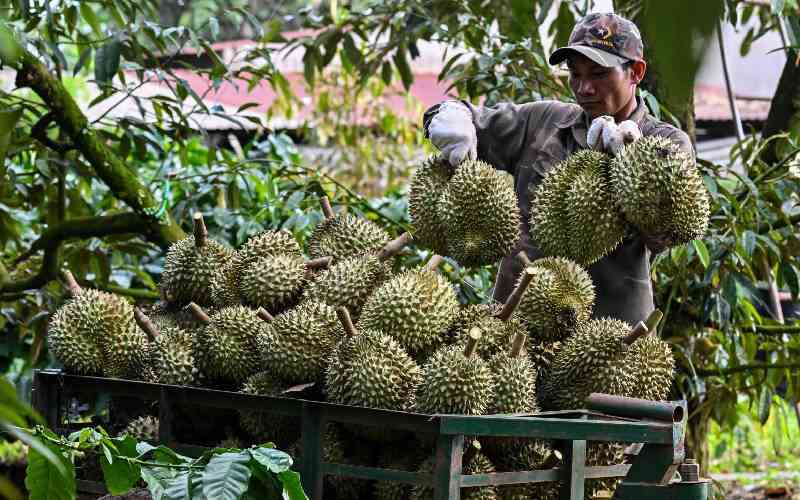 Vietnamese coffee farmers ride China's durian wave