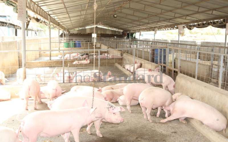 Treating diarrhoea in pigs