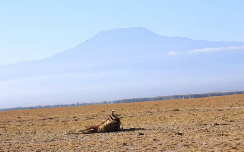 Drought kills over 6,000 wild animals in Amboseli ecosystem within six months