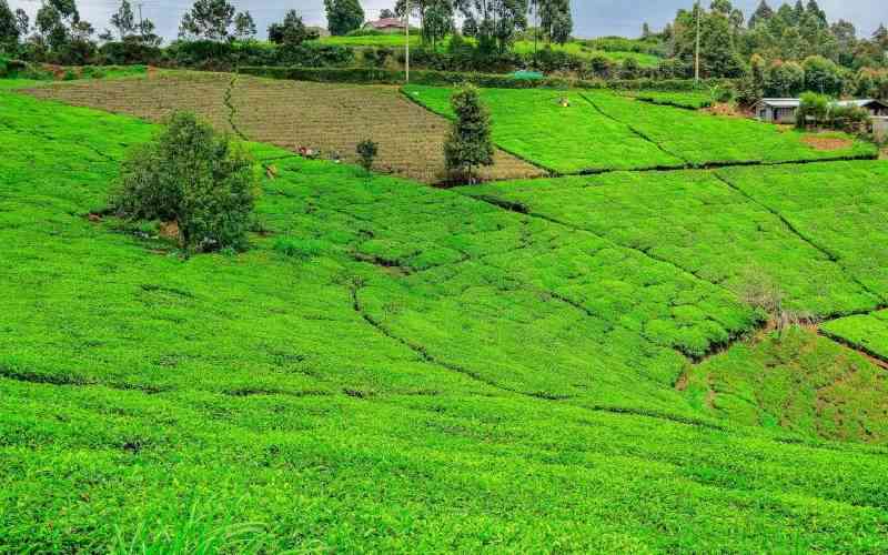 Tea farmers against some clauses in the tea amendment bill