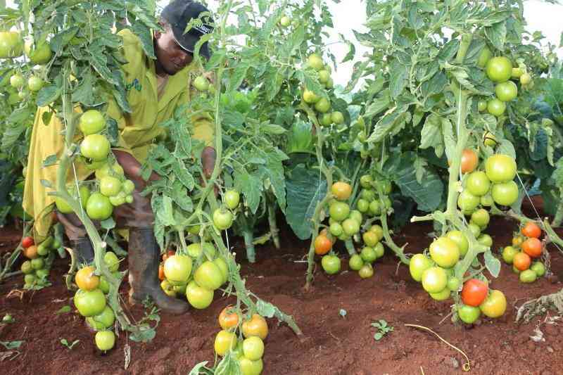 Tomato farming tips for a bumper harvest