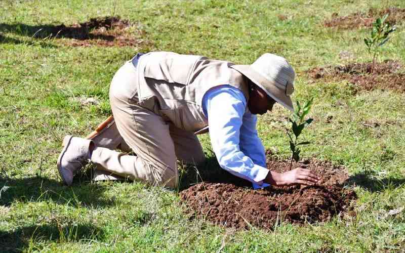 Rachael Ruto takes tree planting to Marakwet