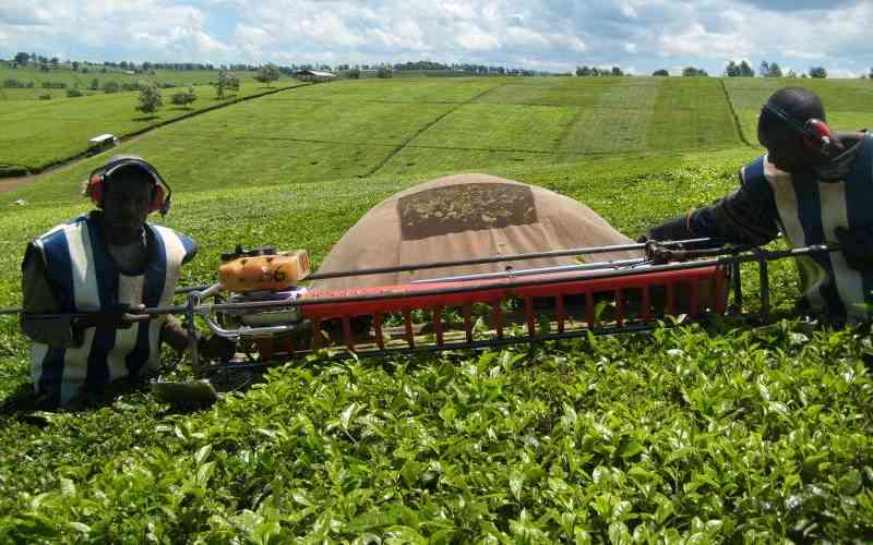 Impact of tea picking machines top campaign agenda in Nandi