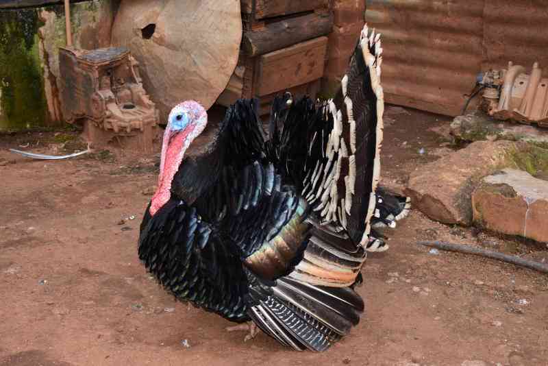 Tips on how to rear turkeys for profit