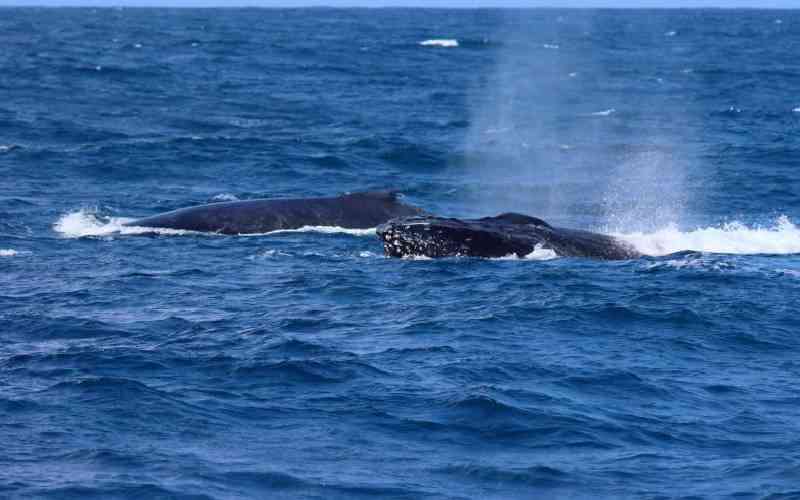 Lack of data hinders whale conservation efforts in Kenya