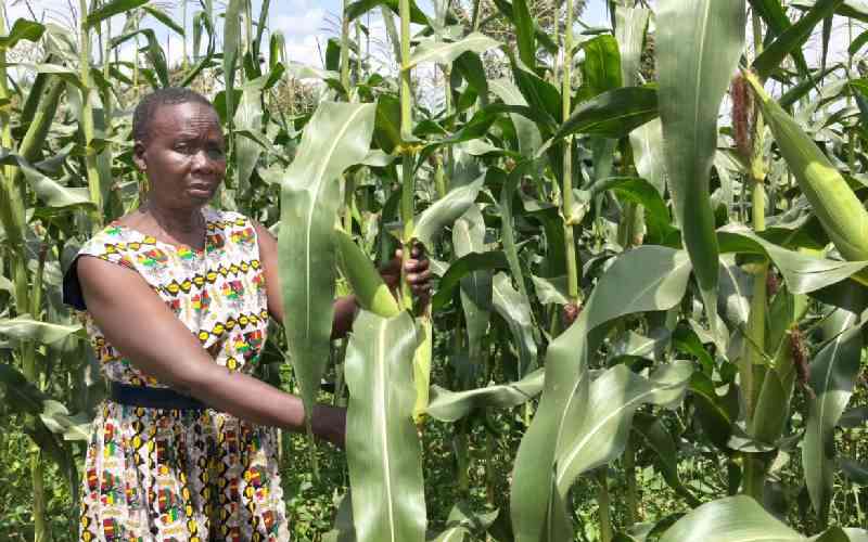 Farmers outsmart climate change with indigenous crops