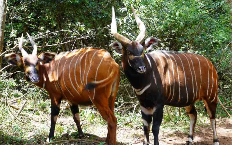 Satellites deployed to protect Kenya's endangered mountain bongos