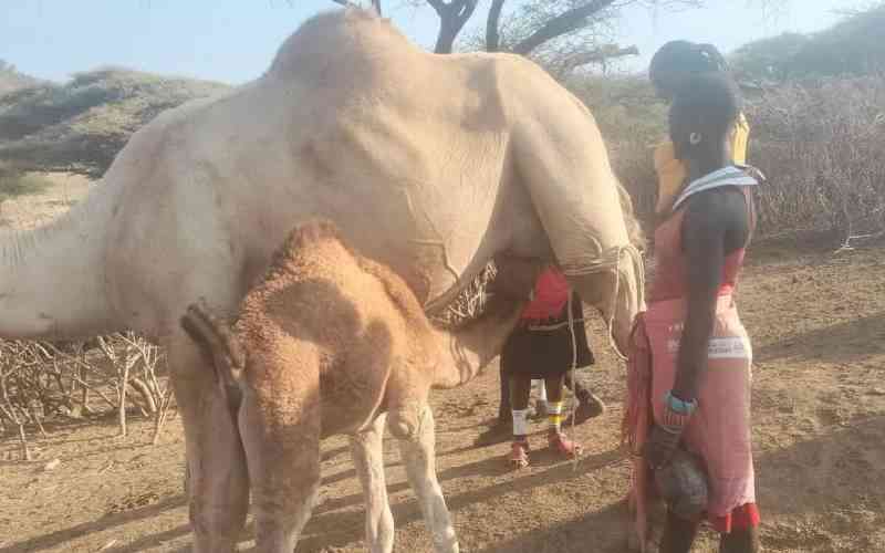 Samburu's bold shift from cattle to camels in face of climate change