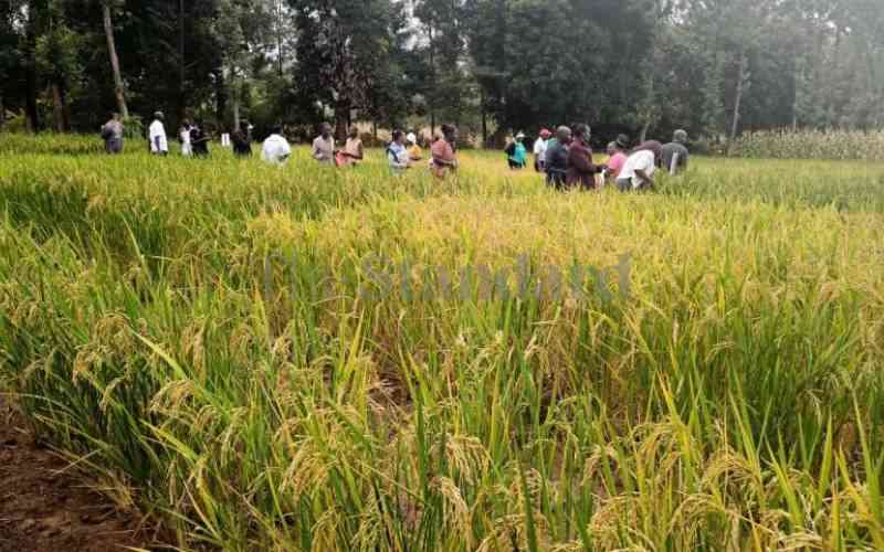 Key lessons on rice farming from Japan that Kenya should borrow