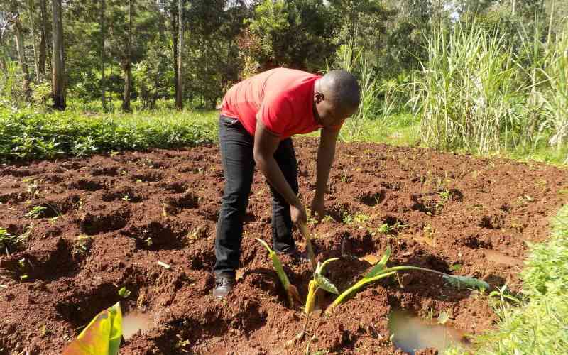 You don't have to plant 'nduma' on riverbeds