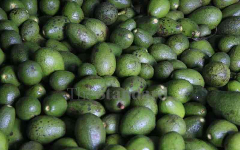 Horticulture players lock horns over immature avocados claims