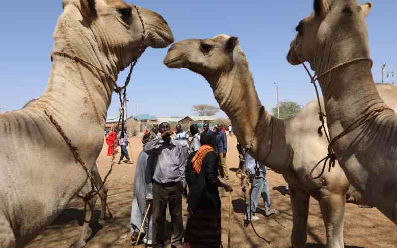 Camel meat consumption up 30pc - KNBS