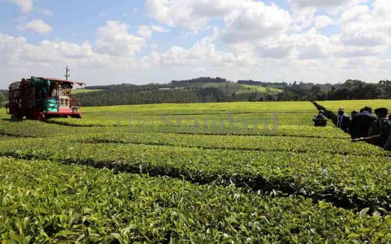 Taskforce recommends use of machines, workers in tea farms