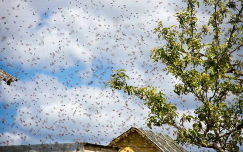 Vihiga: Deadly bee swarm attack kills 106-year-old woman, resident