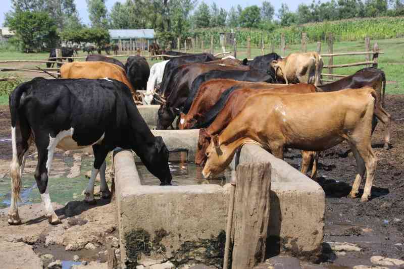 Water that kills Livestock