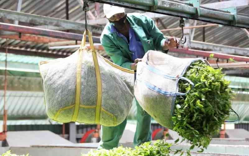 Smallholder factories to pay tea farmers higher amounts earlier