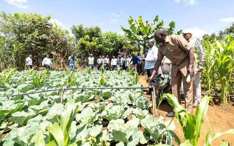 Hits and misses in agriculture one year after Ruto's ambitious promises