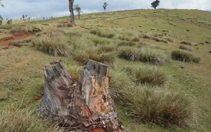 Villagers paying high price for destroyed forests, water towers