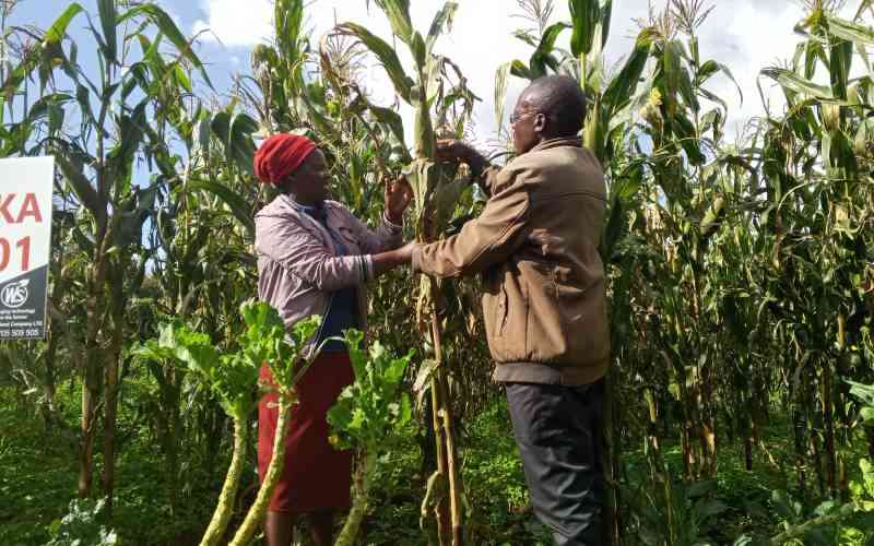 Why maize importation is sending shivers down farmers' spines