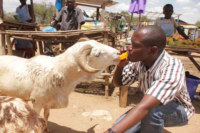Why sheep die for Overeating