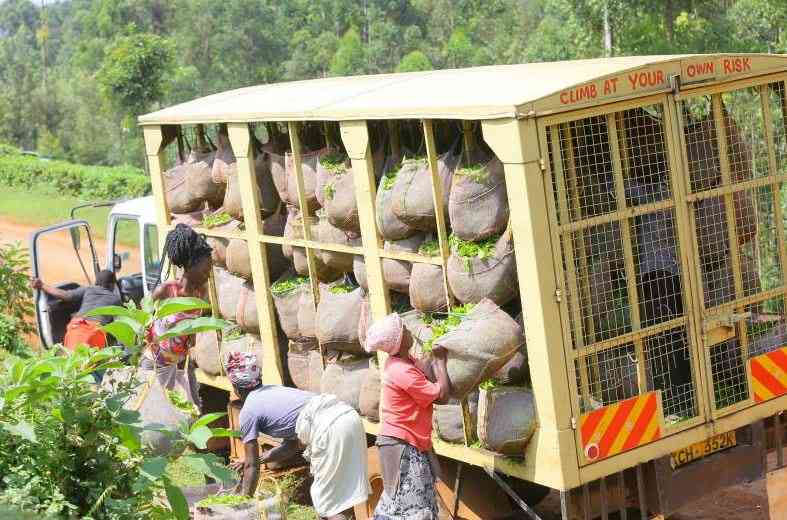 KTDA tea factories earn over Sh1 billion at Mombasa auction