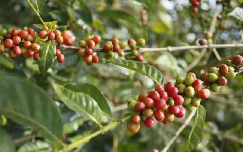 What Kenya can do to boost its global coffee market standing