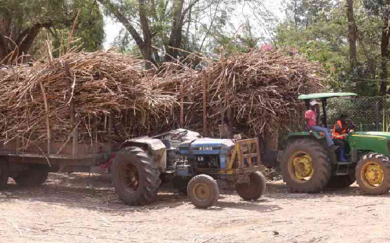 Linturi says new rules to end theft of cane at weighbridges