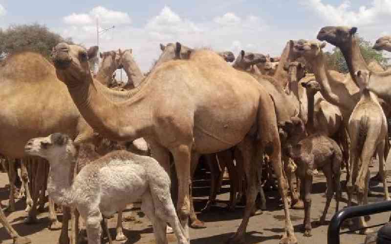 Why camel milk enthusiasts see it as medicine, not food