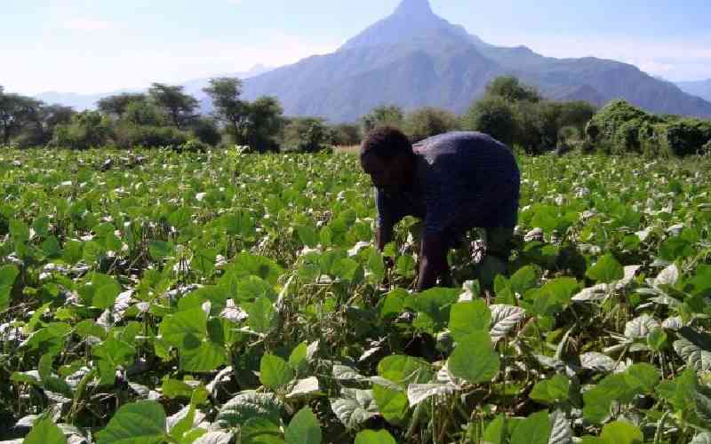 West Pokot farmers embrace agroecology to boost food security