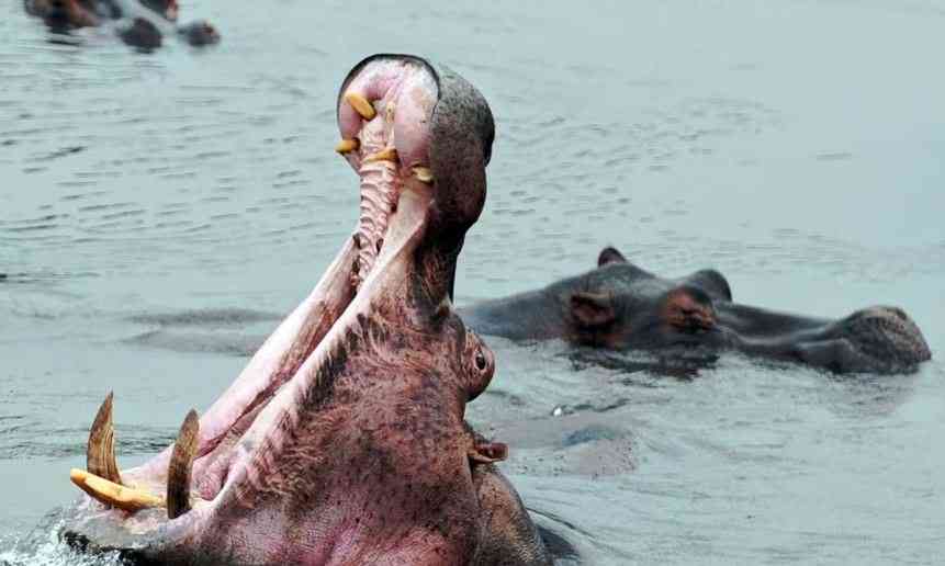 Hippo capsizes boat in Malawi leaving one dead, more than 20 people missing