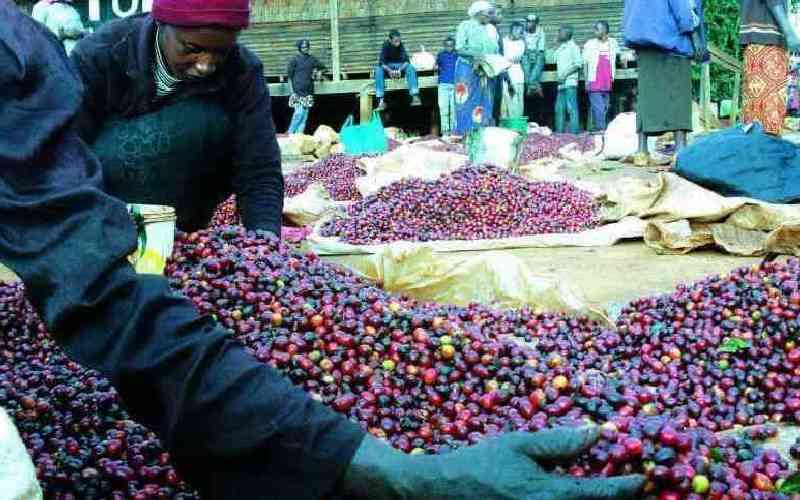 Coffee market nets Sh1.4 billion in the weekly auction