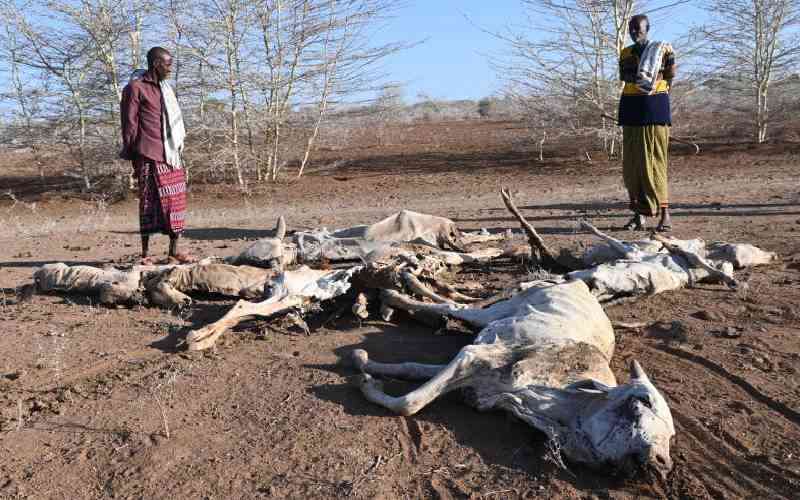 Severe drought imperils pastoral lives in Garissa