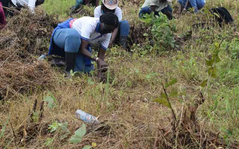 LVSWDA revives Lambwe forest after ethnic feud and arson
