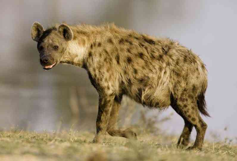 The Last Laugh: Why Kenya's most detested carnivore deserves better