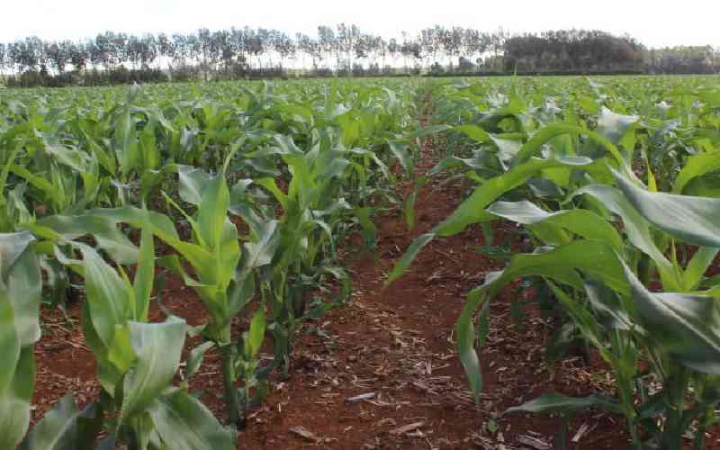 Mr Kagwe, make farming profitable again