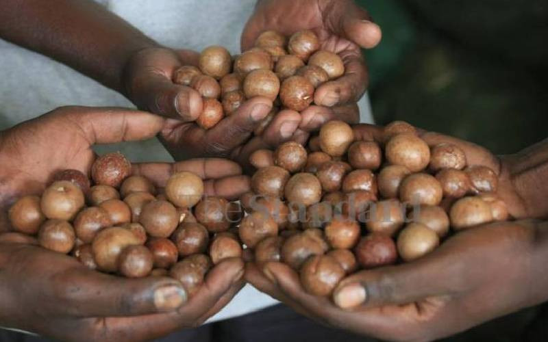 Macadamia farmers reap big from export deal