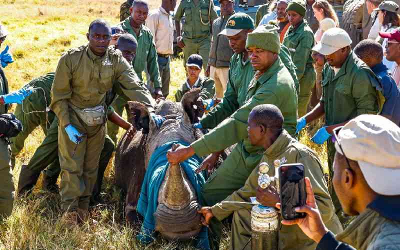 KWS, Lewa step up rhino ear notching to track growing population