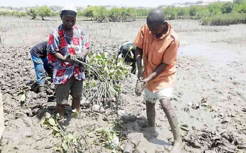 Conservationists embrace bee farming to protect mangrove forests