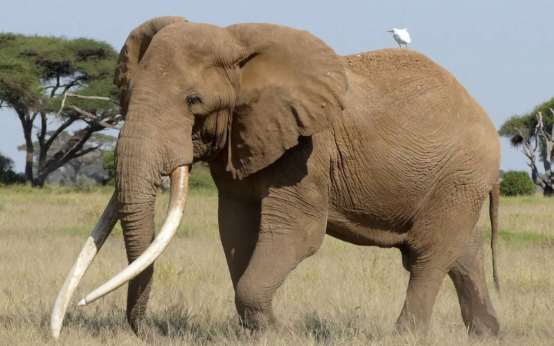 Craig the Elephant: Why super tusker captured hearts across Kenya, world