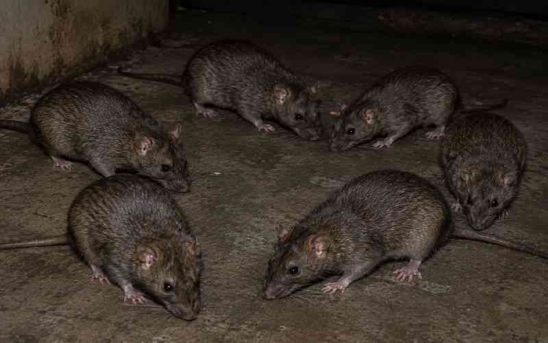 Learning disrupted at Machakos Primary after large Rats invade classrooms